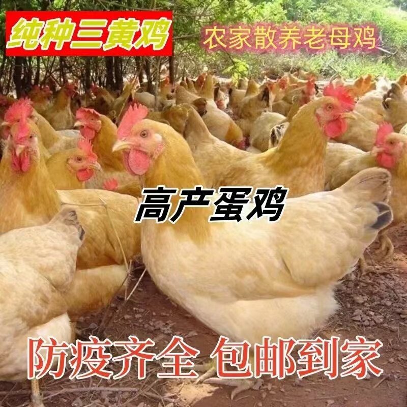 三黄土鸡下蛋鸡正宗2斤三黄鸡高产蛋鸡散养家鸡脱温鸡苗小鸡活苗,淘宝优惠券,粉丝福利购,淘宝优惠卷