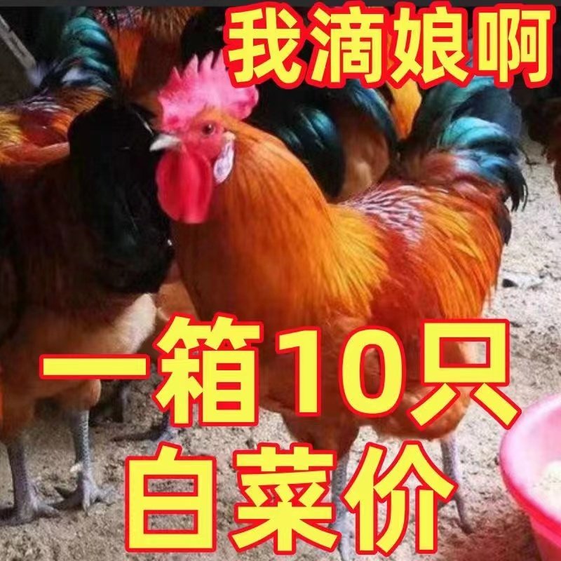 一斤九斤红公鸡活苗九斤黄鸡苗公鸡肉鸡红玉鸡苗小鸡活苗阉鸡活苗,淘宝优惠券,粉丝福利购,淘宝优惠卷