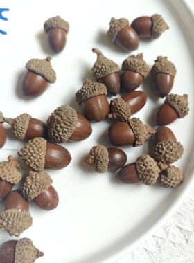 【橡果】天然干果实真橡果帽森系婚礼饰品干花环制作材料拍摄道具