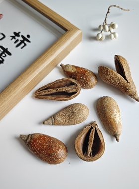双瓣洋梨果干花diy装饰干果南美缸造景底床修饰果壳手工耳朵材料