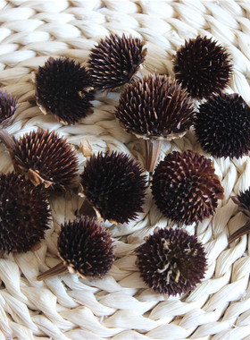天然黑心菊原生态干花芯香薰材料