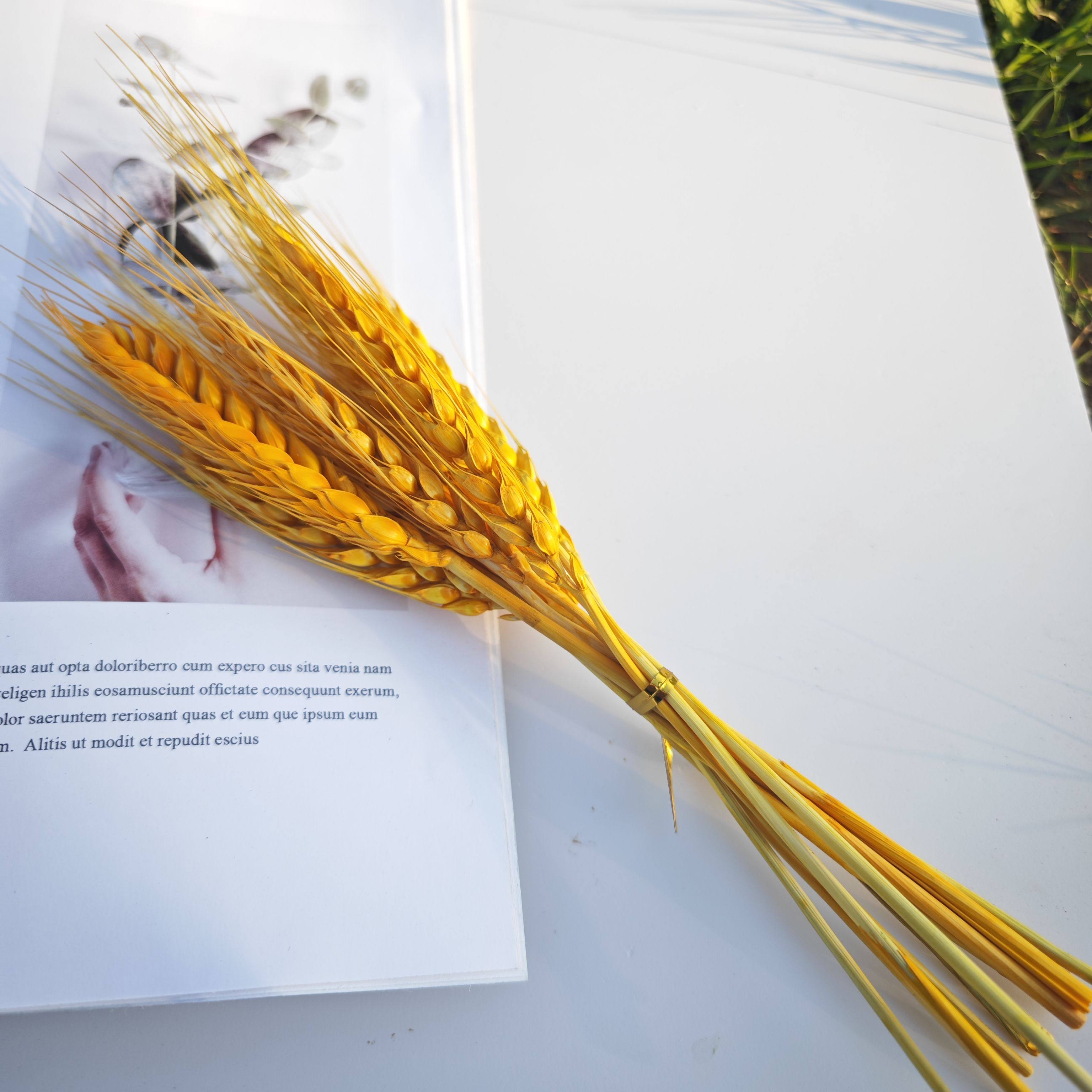 短枝麦穗干花DIY手工礼盒香薰制作材料拍照背景原生态干花麦头,淘宝优惠券,粉丝福利购,淘宝优惠卷