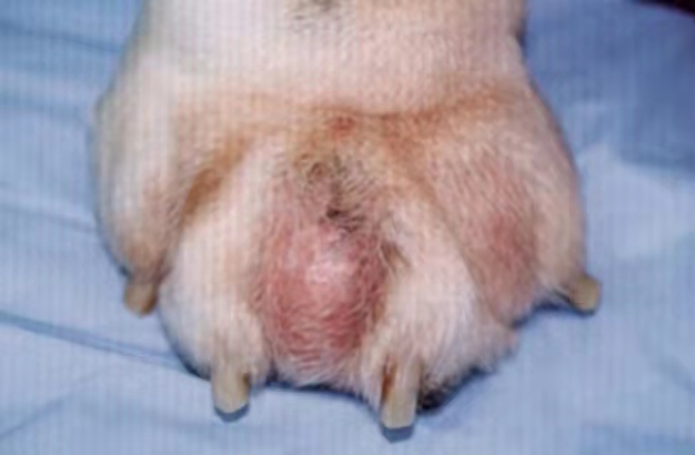 宠物医生在线咨询狗狗猫咪皮肤病真菌螨虫湿疹脓皮症皮屑结痂骚痒 - 图0