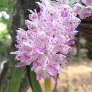 Foxtail orchid ຫວຽດນາມ epiphytic orchid dendrobium orchid ດອກໄມ້ສີຂຽວພືດ potted courtyard balcony ເຮືອນເຮັດສວນ