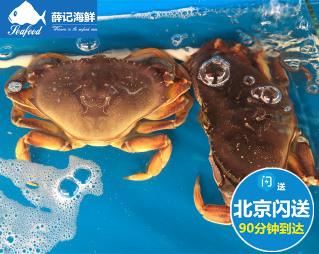 1只1.8-2斤珍宝蟹鲜活生猛海鲜进口水产太子蟹黄金蟹-图0
