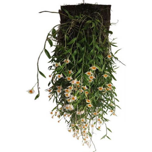 美花石斛吊兰种苗小环草窗阳台绿植物盆栽观赏花卉食用鲜条 - 图3