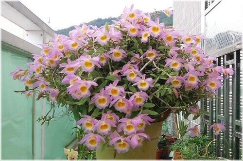 美花石斛吊兰种苗小环草窗阳台绿植物盆栽观赏花卉食用鲜条 - 图2