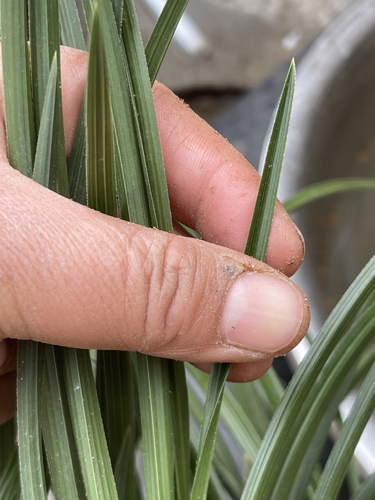 黑皮木纹草惠兰带锯齿高货随州兰花苗