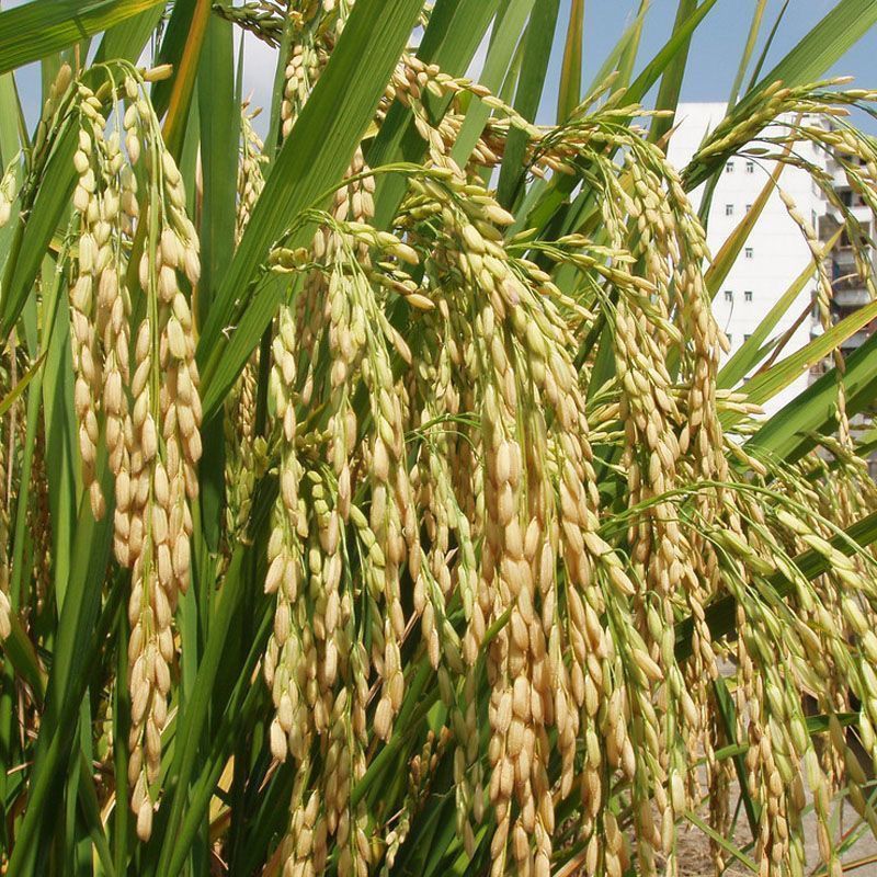 旱稻种子高产临旱1号山地丘陵旱地直播常规水稻旱谷种子圆粒香稻 - 图2