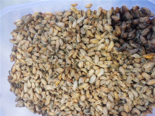 新鲜纯肉海瓜子 新鲜野生海瓜子250g一盒 - 图0