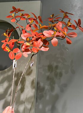 胶片红薯叶秋色系树叶家居装饰