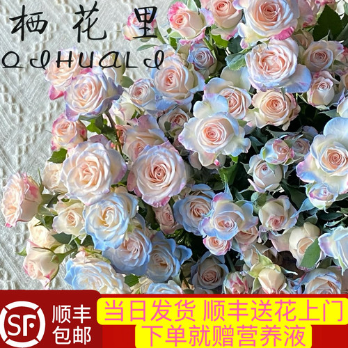 当日发货碎冰蓝折射40-50朵花10支多头玫瑰鲜切花顺丰包邮次日达 - 图1