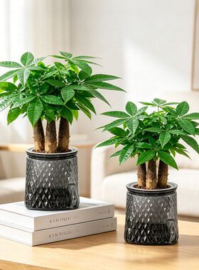 PET美轩懒人盆花盆透明厂家创意