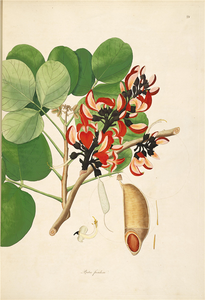 PS-291平面设计素材300张1800年代复古泛黄植物学绘画插画图案JPG - 图1