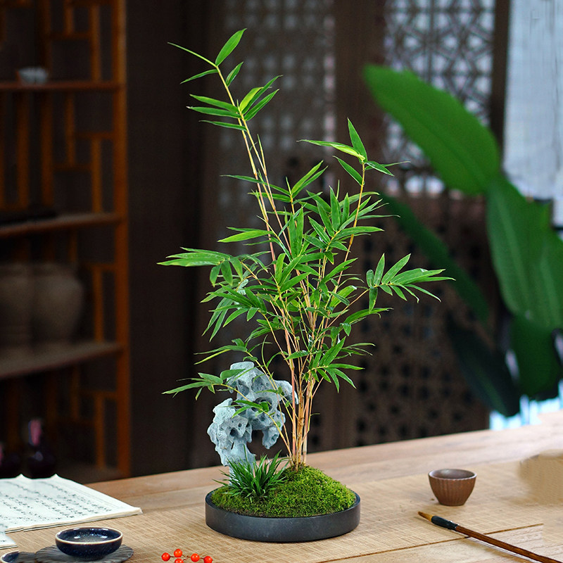 红观音竹红竹山水盆景仿真太湖石盆景办公室书房茶桌面好养盆栽_虎窝淘