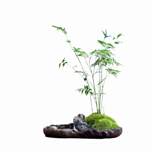 米竹盆景凤尾竹子盆栽苔藓新中式粗陶日式小绿植办公桌茶桌面室内-图3