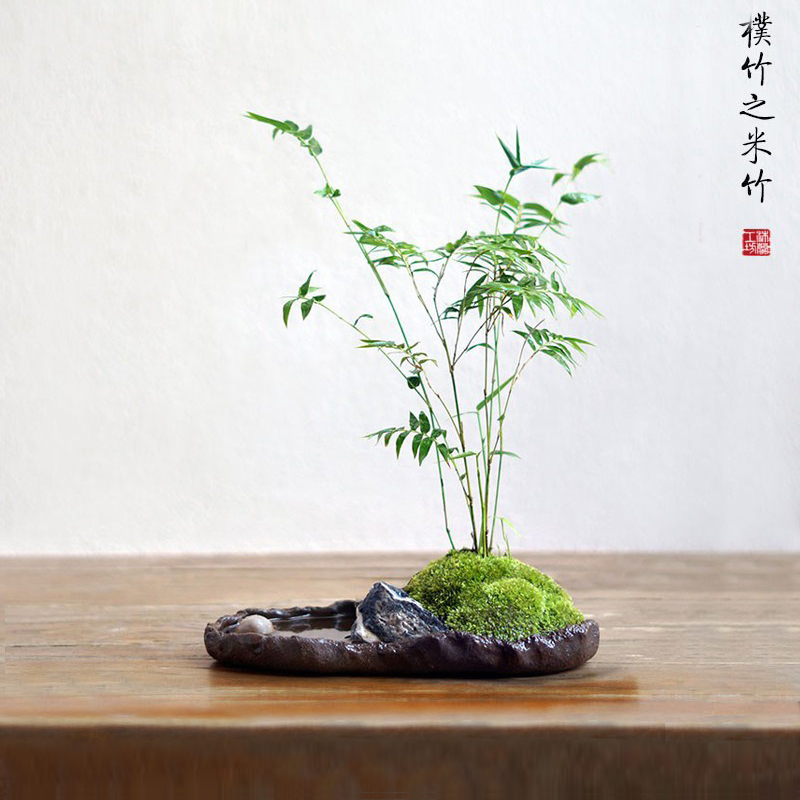 米竹盆景凤尾竹子盆栽苔藓新中式粗陶日式小绿植办公桌茶桌面室内_虎窝淘