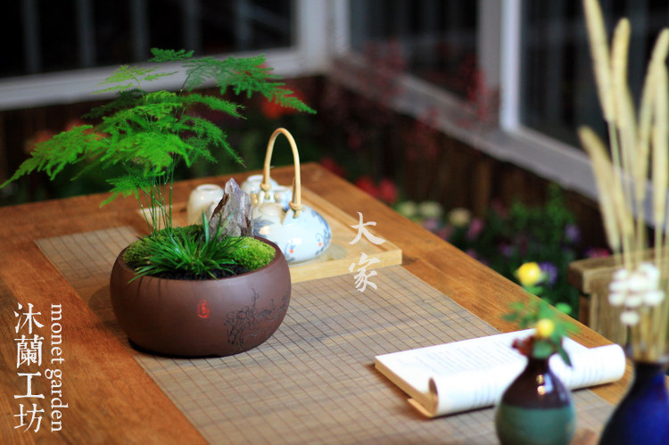 金钱菖蒲文竹苔藓盆景茶桌盆栽花办公室禅意盆栽山水盆景绿植茶道 沐兰工坊 淘优券 金钱菖蒲文竹苔藓盆景茶桌盆栽花办公室禅意盆栽山水盆景绿植茶道 沐兰工坊 淘优券