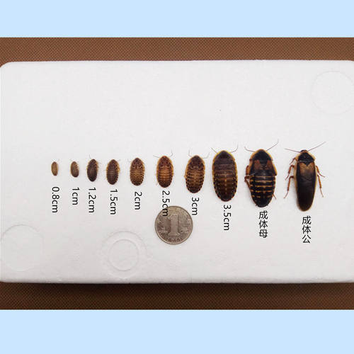 爬视界杜比亚蟑螂幼体成体蜥蜴鬃狮龙鱼仓鼠刺猬金丝熊画眉活饲料 - 图0