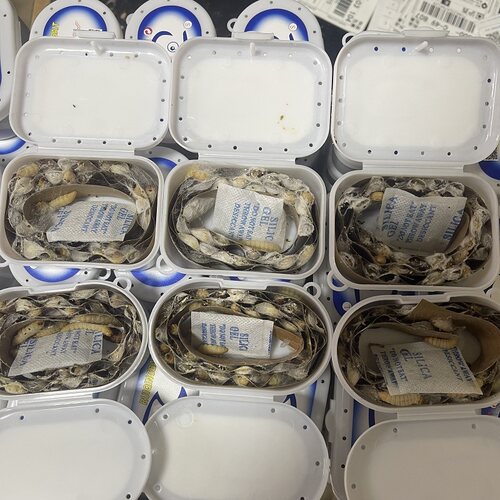 葡萄蜜玉米虫活体蜜虫大蜡螟钓鱼饵鸟虫蜥蜴守宫龟仓鼠芦丁鸡零食 - 图1