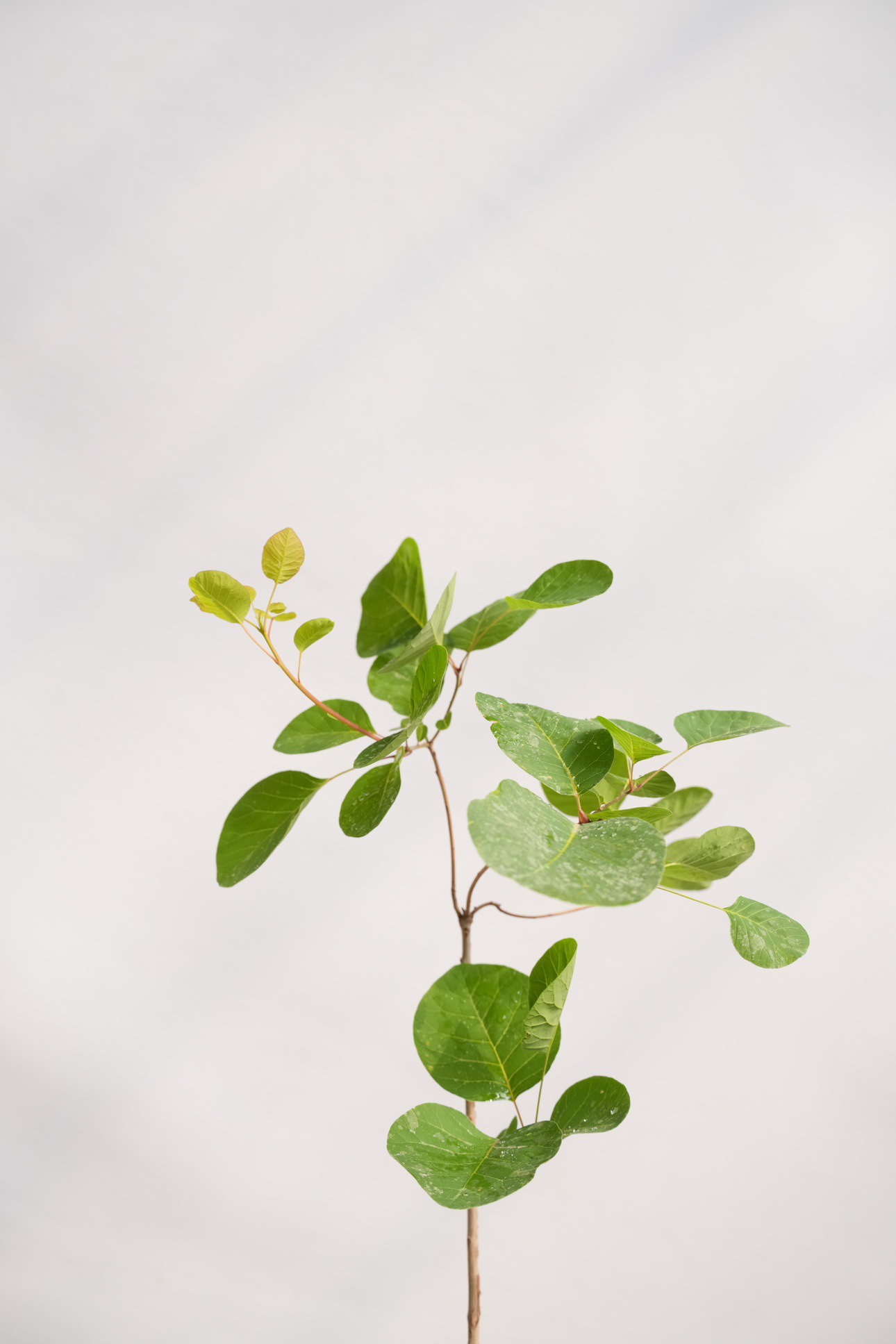 烟树盆栽苗 雾中情人花园庭院观叶观花多年生落叶小乔木 黄栌树苗 - 图3