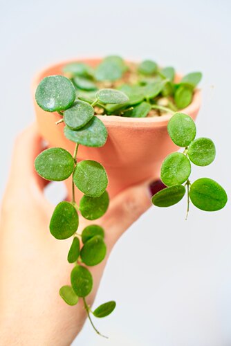 原种匍匐 原始匍匐球兰阳台室内 迷你 盆栽垂吊植物 - 图2