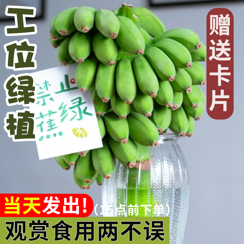 禁止蕉虑水培香蕉拒绝焦虑静止焦绿整串绿办公室苹果蕉banana绿植 - 图3