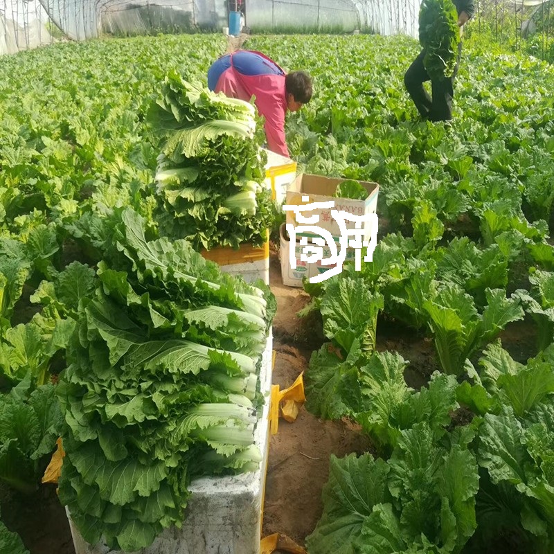 打饭包的新鲜大白菜叶子东北饭包叶包饭包菜叶农家蘸酱小菜包邮 - 图1