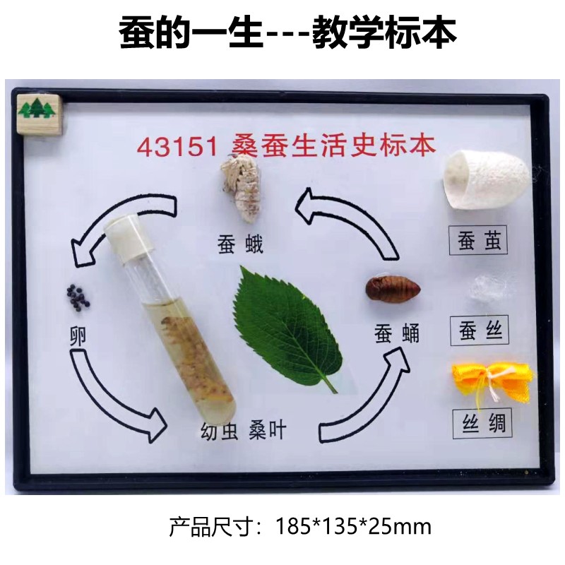 春彩蚕宝宝套装 学生科学课同步活蚕宝宝卵新鲜桑叶工具套餐顺丰