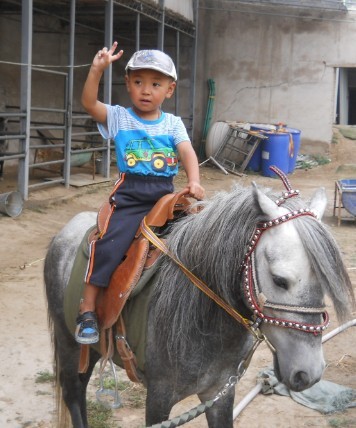 儿童鞍矮马鞍德保矮马川马鞍新老两款 PONY SADDLE-图2