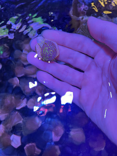 人工长须皮革lps软体珊瑚海水鱼小丑鱼观赏鱼新手闯入门海缸包邮 - 图2