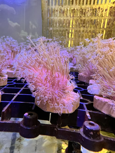 人工长须皮革lps软体珊瑚海水鱼小丑鱼观赏鱼新手闯入门海缸包邮 - 图1