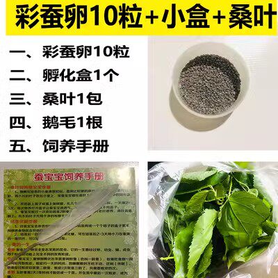 学生科普蚕卵套装小蚕宝宝活体金丝蚕卵任选送新鲜桑叶孵化盒包邮 - 图1