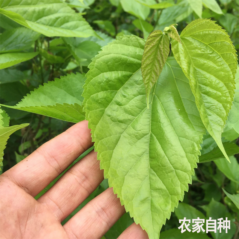 新鲜桑叶蚕宝宝食物特嫩农家桑叶新鲜1斤叶大肉厚桑树苗盆栽包邮 - 图1