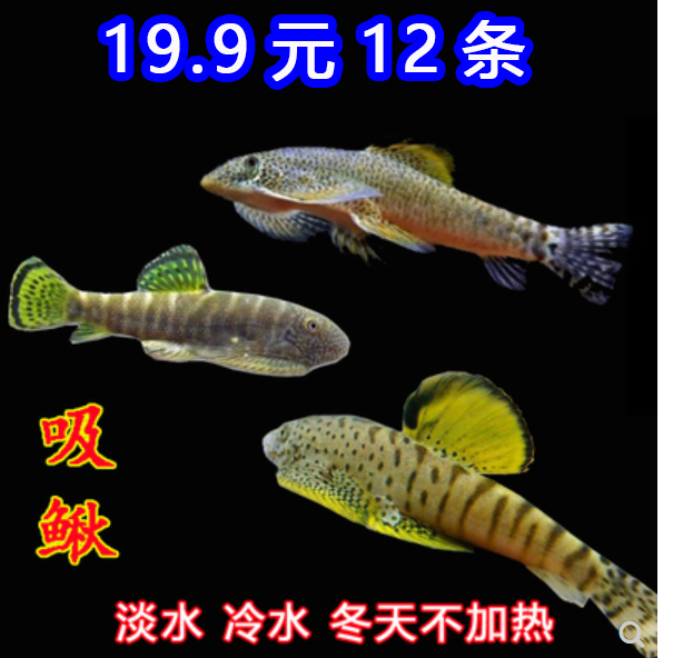 长汀吸鳅双吸盘贵爬除藻冷水清道夫观赏鱼活体水族宠物原生小型-图0