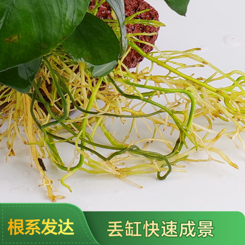 阴性水草植物真草净水懒人好养水榕沉木大叶榕皇冠鱼缸生态造景 - 图2