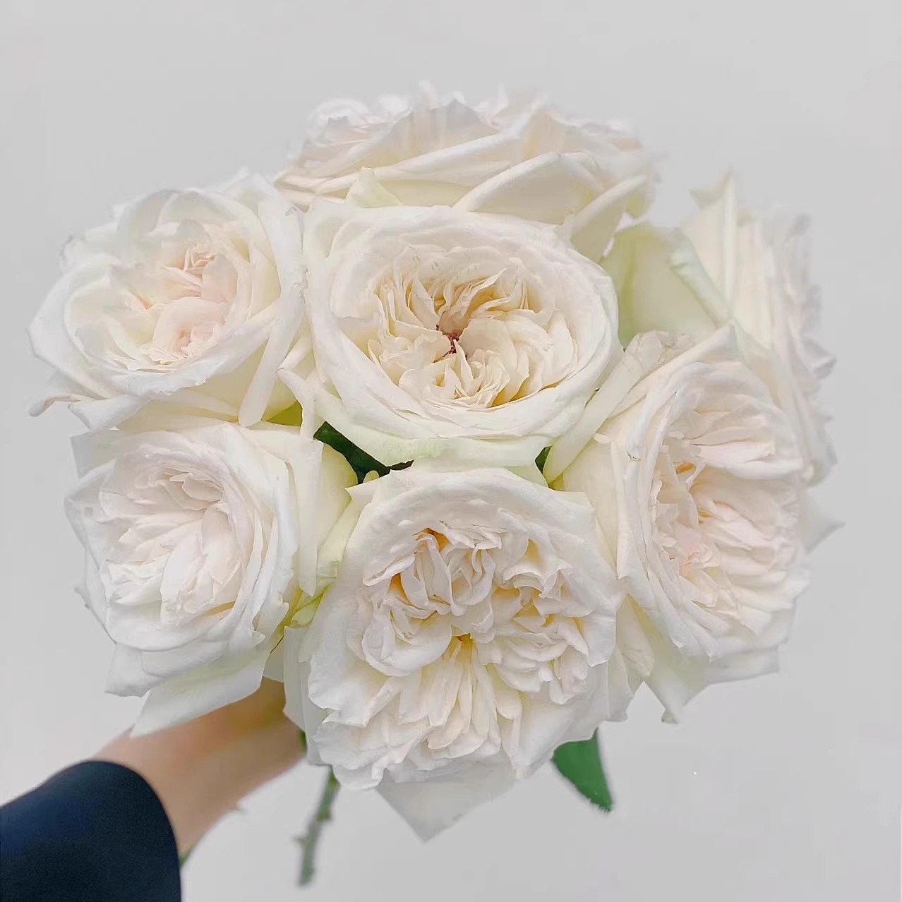 白哈娜/白荔枝 月季花苗 果香大花灌木 勤花直立月季阳台庭院盆栽 - 图0