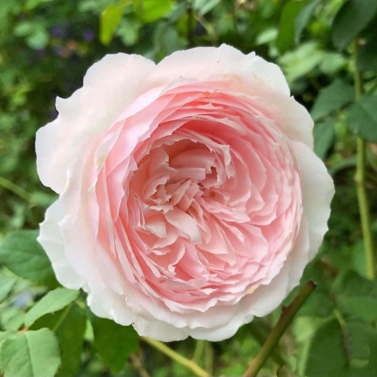 新品 河本初吻/初宴 月季花苗 灌木多头勤花包子型庭院阳台盆栽,淘宝优惠券,粉丝福利购,淘宝优惠卷