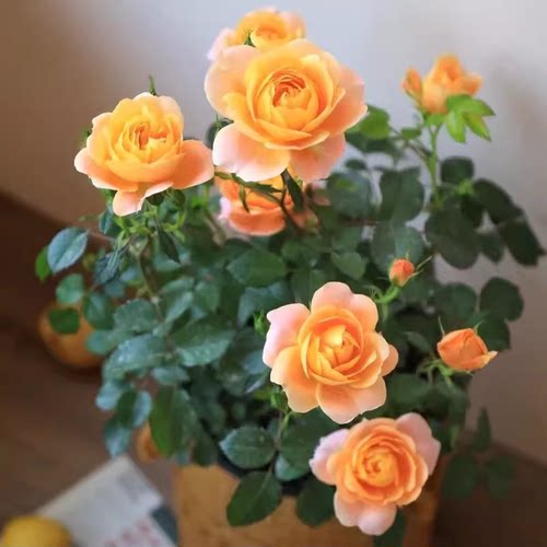 果汁阳台 月季花苗灌木勤花多头月季盆栽庭院阳台花卉植物 - 图1