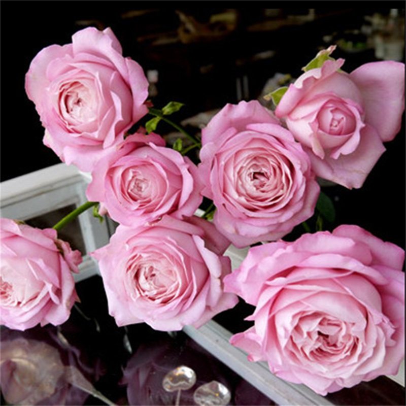 新品 河本初吻/初宴 月季花苗 灌木多头勤花包子型庭院阳台盆栽,淘宝优惠券,粉丝福利购,淘宝优惠卷