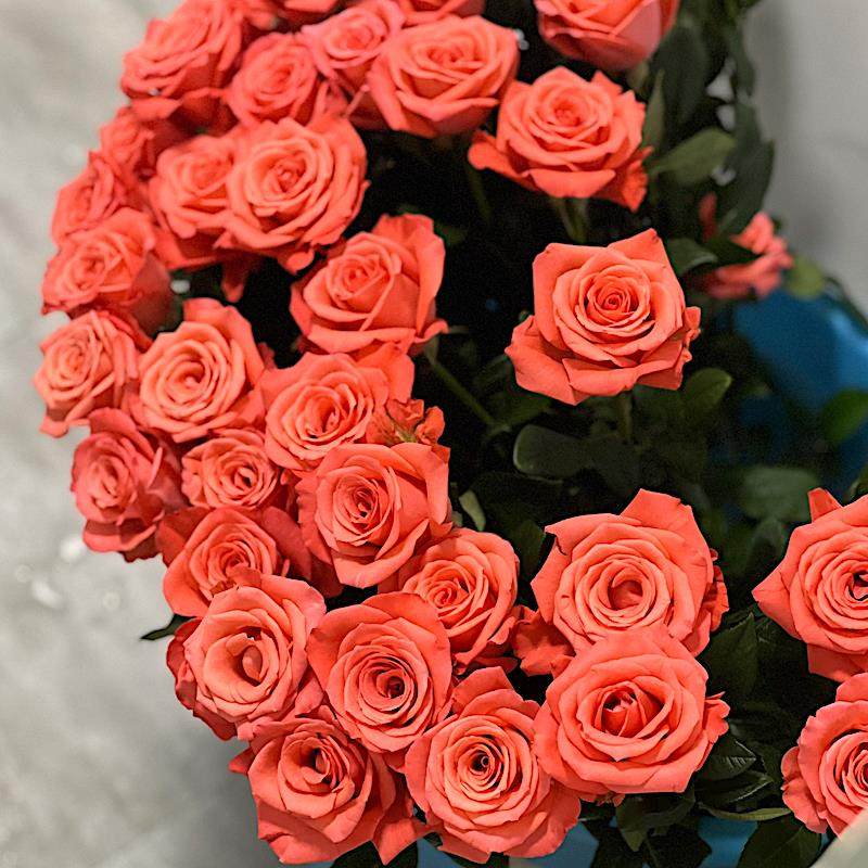 艳粉/影星 月季花苗大花灌木勤花月季 庭院阳台盆栽,淘宝优惠券,粉丝福利购,淘宝优惠卷