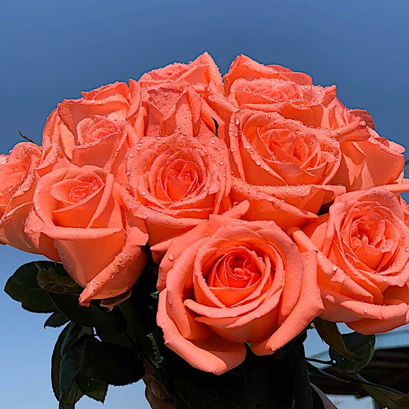 艳粉/影星 月季花苗大花灌木勤花月季 庭院阳台盆栽,淘宝优惠券,粉丝福利购,淘宝优惠卷