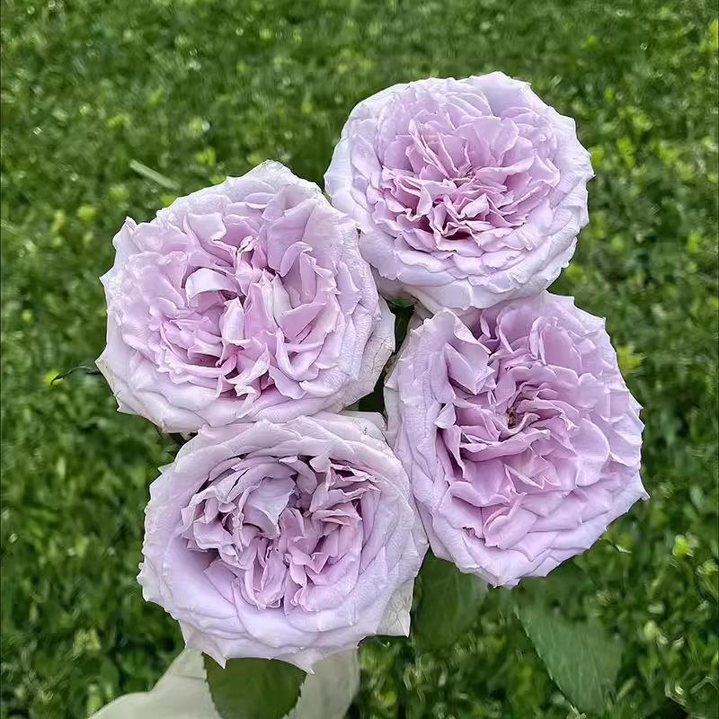 新品【蓝气球】月季切花大花月季花苗庭院阳台盆栽勤花,淘宝优惠券,粉丝福利购,淘宝优惠卷