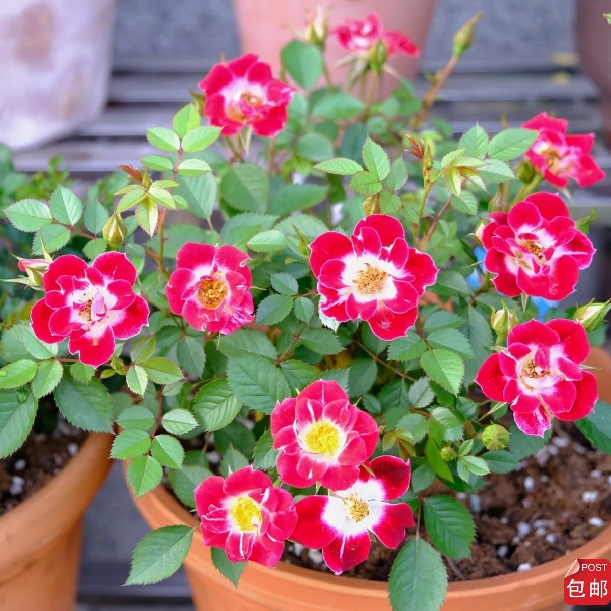 微月 小画家 姬月季花苗 日本赤花微型多头勤花灌木浓香 月季盆栽,淘宝优惠券,粉丝福利购,淘宝优惠卷