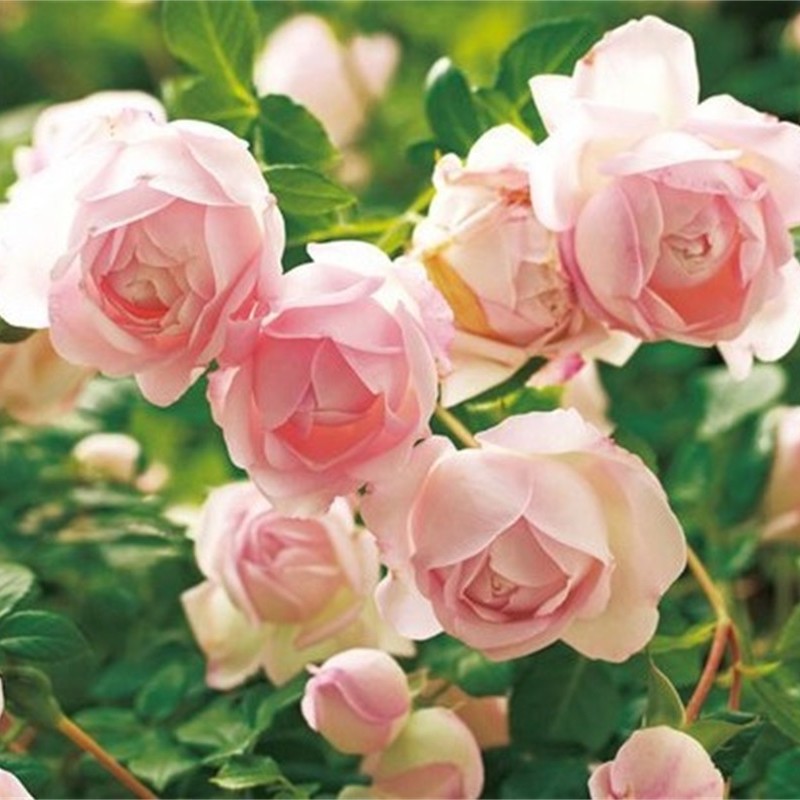 新品 河本初吻/初宴 月季花苗 灌木多头勤花包子型庭院阳台盆栽,淘宝优惠券,粉丝福利购,淘宝优惠卷