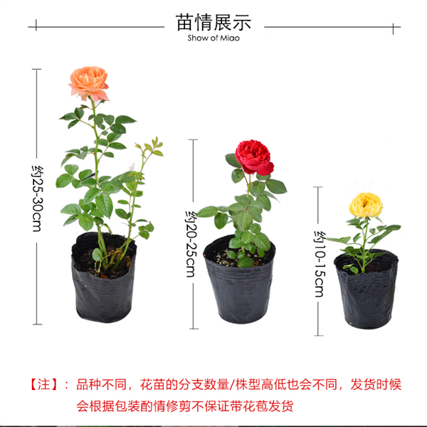 四季开花灌木月季特大花浓香果汁阳台庭院花卉植物盆栽蔷薇玫瑰花-图2