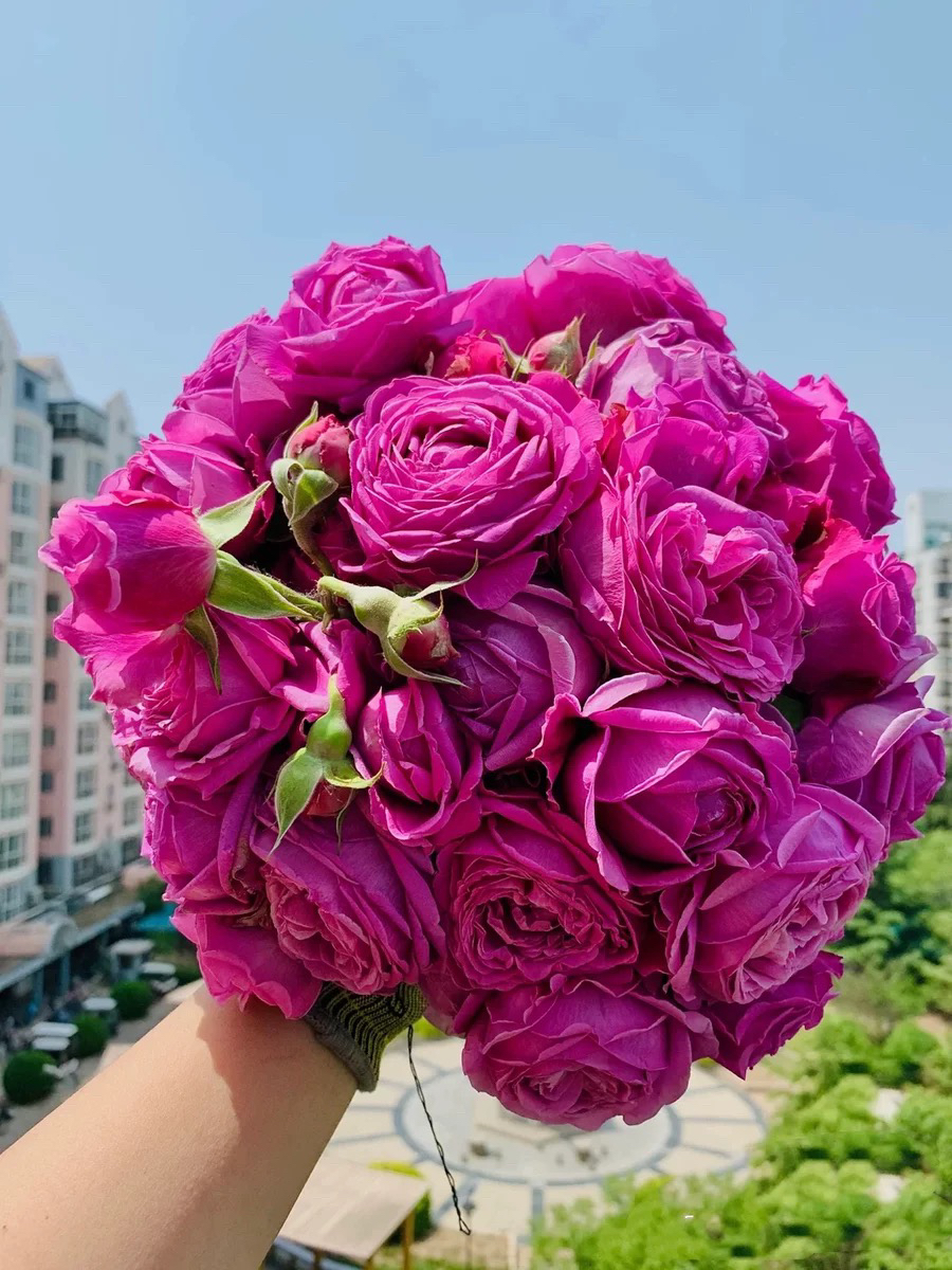 怀旧优雅月季花苗灌木大花包子型玫瑰阳台庭院盆栽四季栽植耐热 - 图3