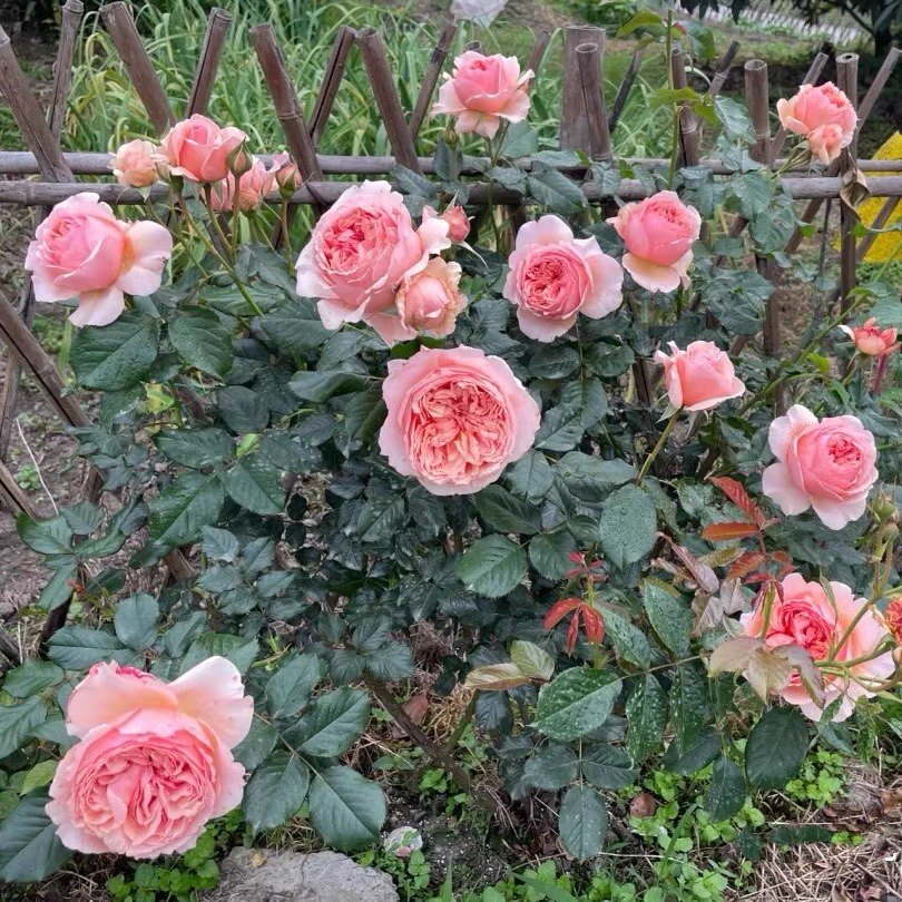 欧月 真宙 月季花苗 奥斯汀包子型浓香勤花灌木月季庭院阳台盆栽,淘宝优惠券,粉丝福利购,淘宝优惠卷