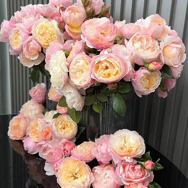 新品 盈盈粉 月季花苗 国月灌木多头勤花粉色橙黄色多变阳台盆栽,淘宝优惠券,粉丝福利购,淘宝优惠卷