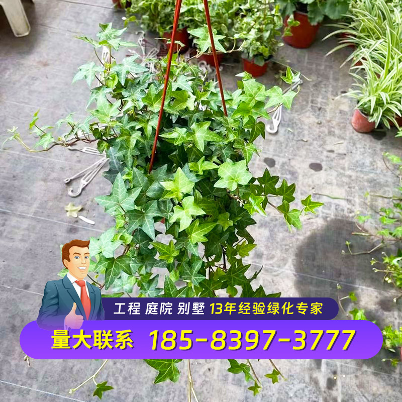 成都基地金边常春藤花叶络石花叶蔓垂吊藤条藤蔓植物工程护坡苗木